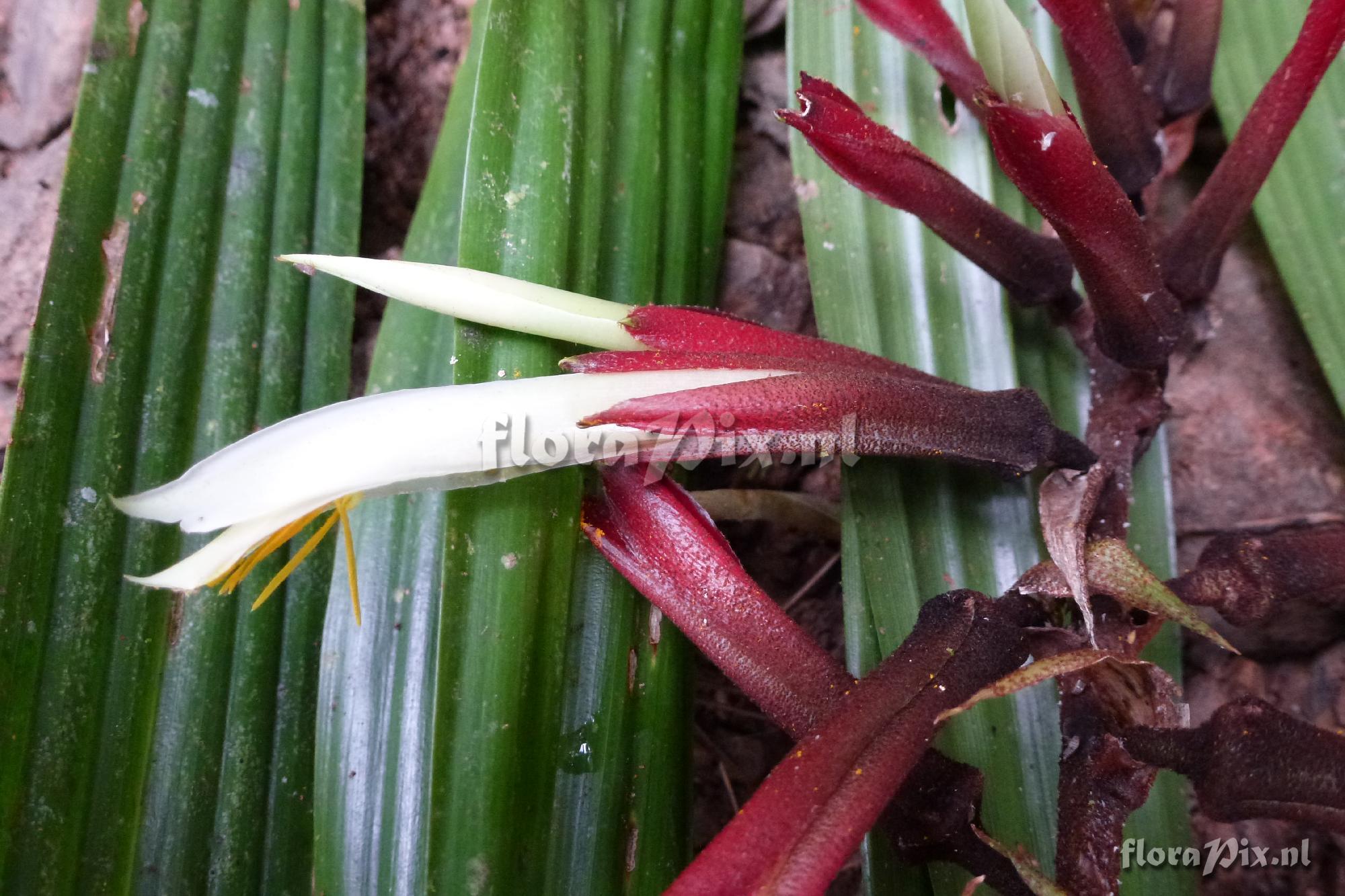 Pitcairnia sp?