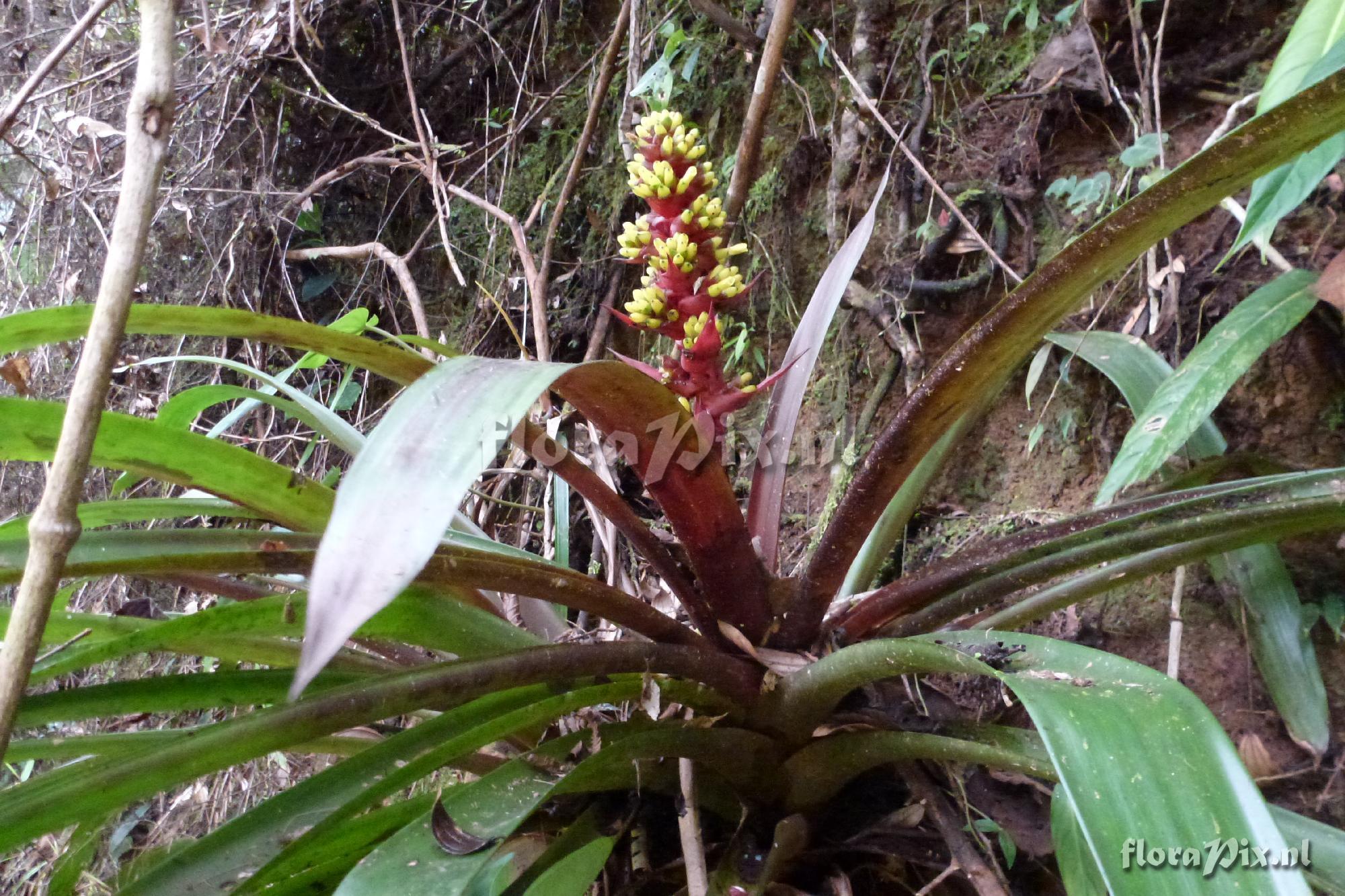 Guzmania testudinis ?