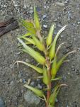 Pitcairnia megasepala