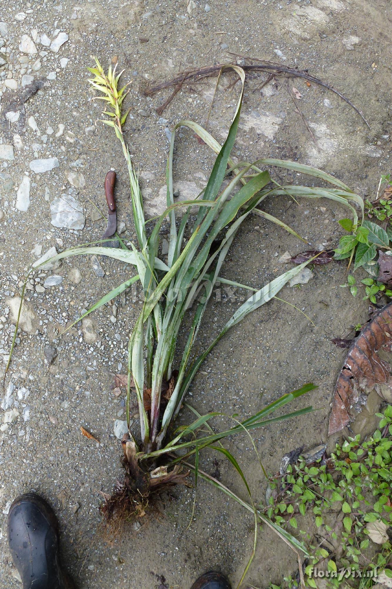 Pitcairnia megasepala