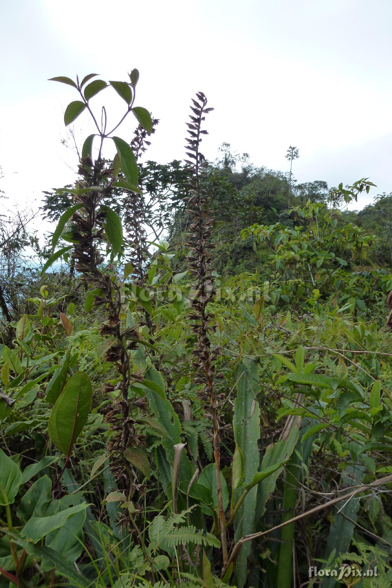 Pitcairnia sp?