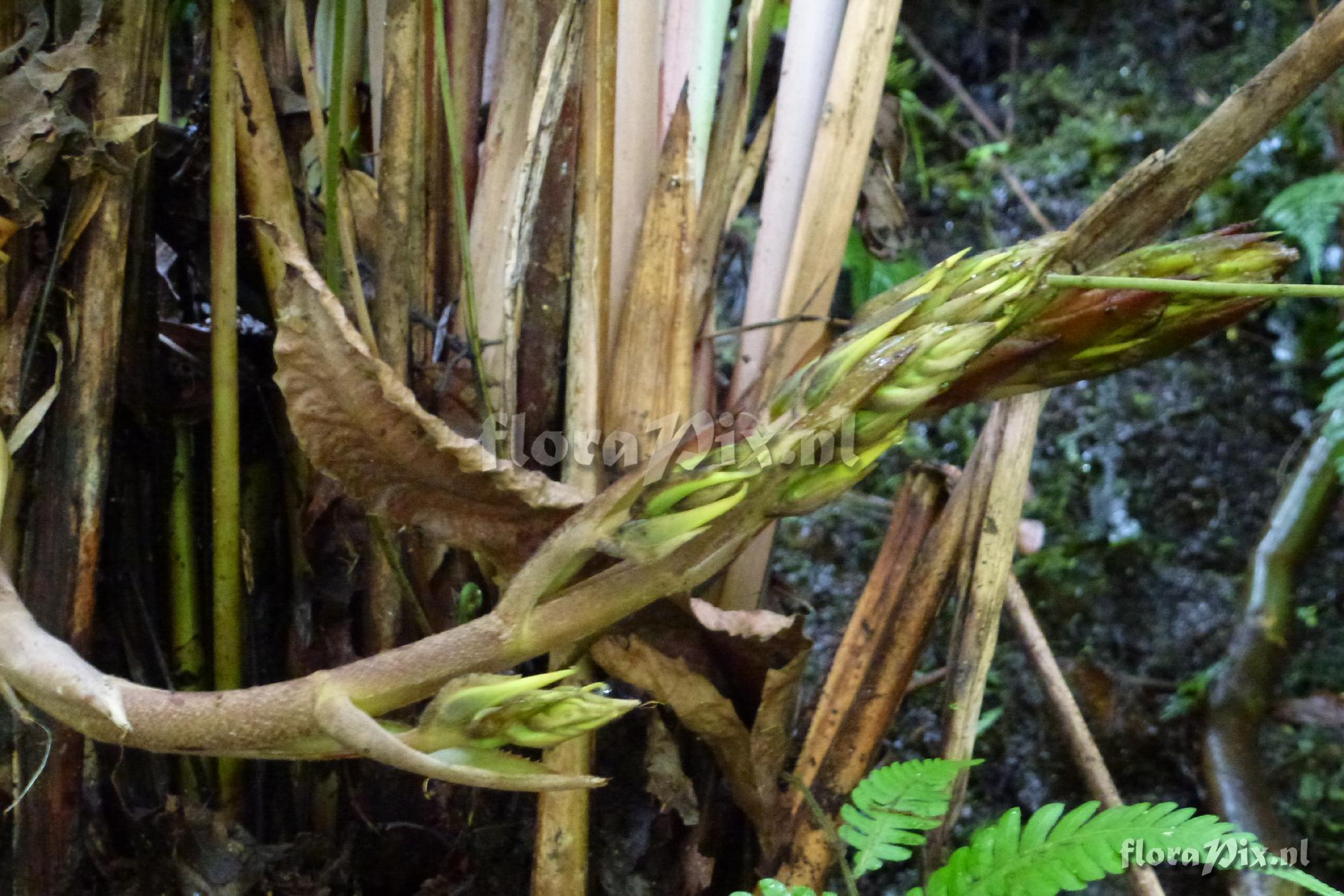 Pitcairnia sp?