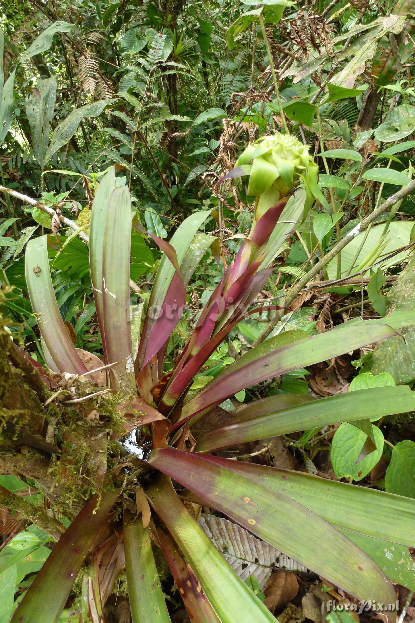 Guzmania sp?