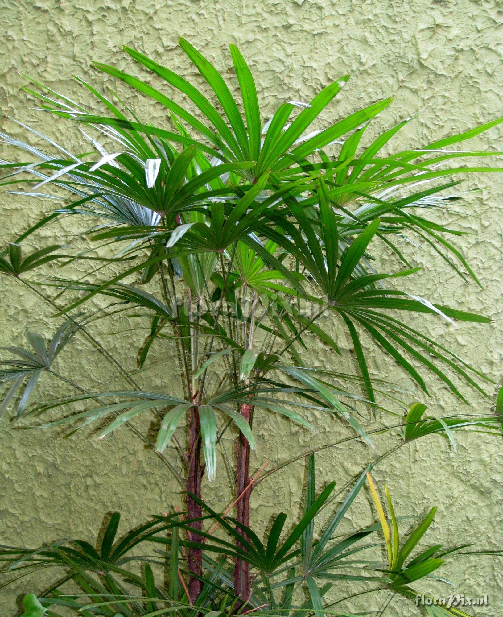 Rhapis sp. Aricaceae