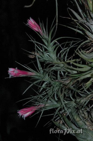 Tillandsia tenuifolia EG627