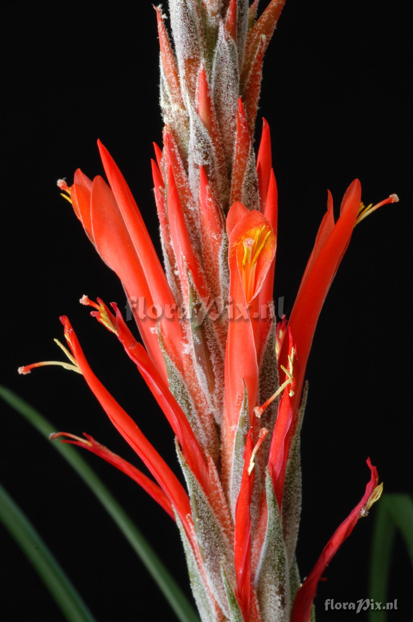 Pitcairnia calderonii