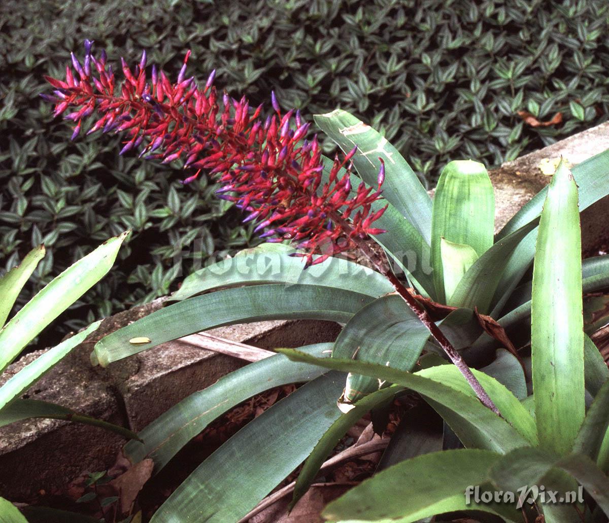 Aechmea fendleri