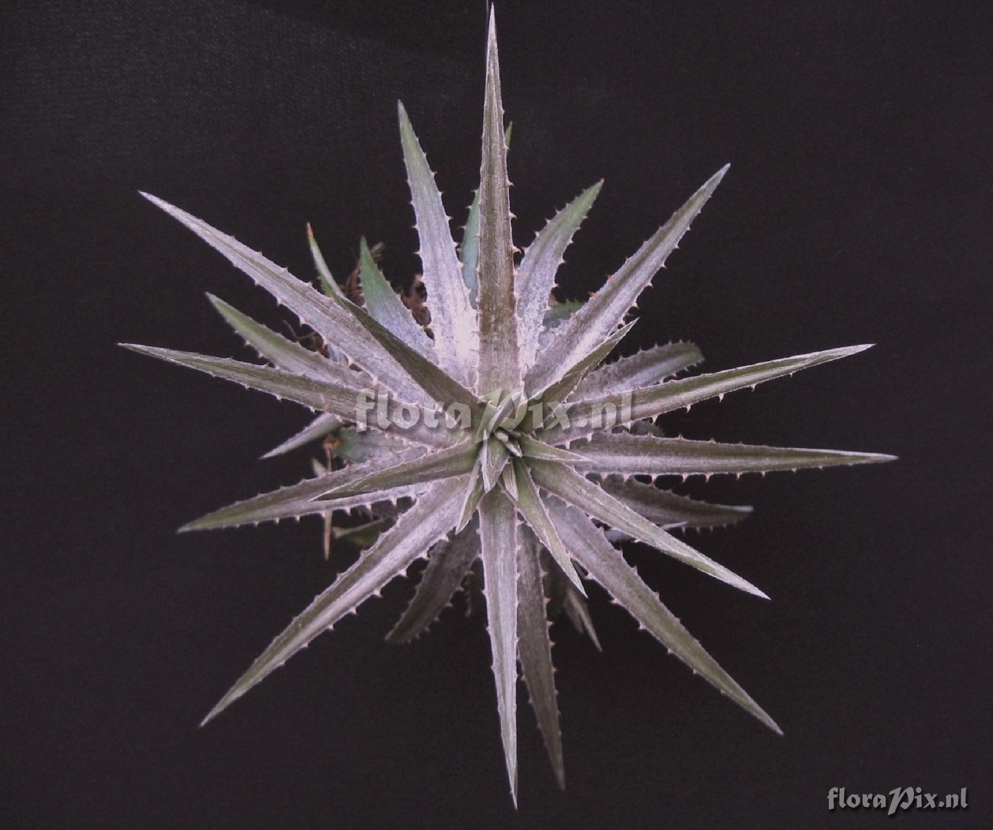 Dyckia linearifolia