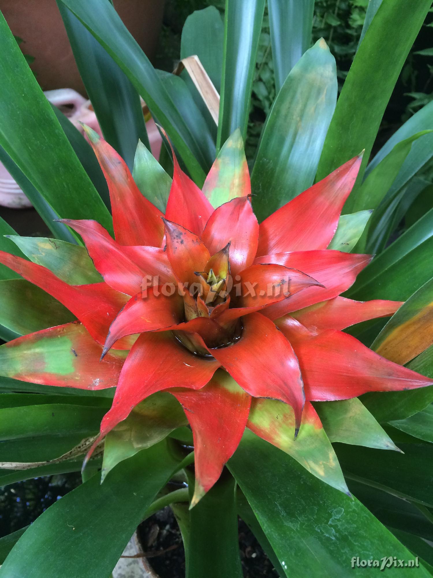 Guzmania lingulata hybrid