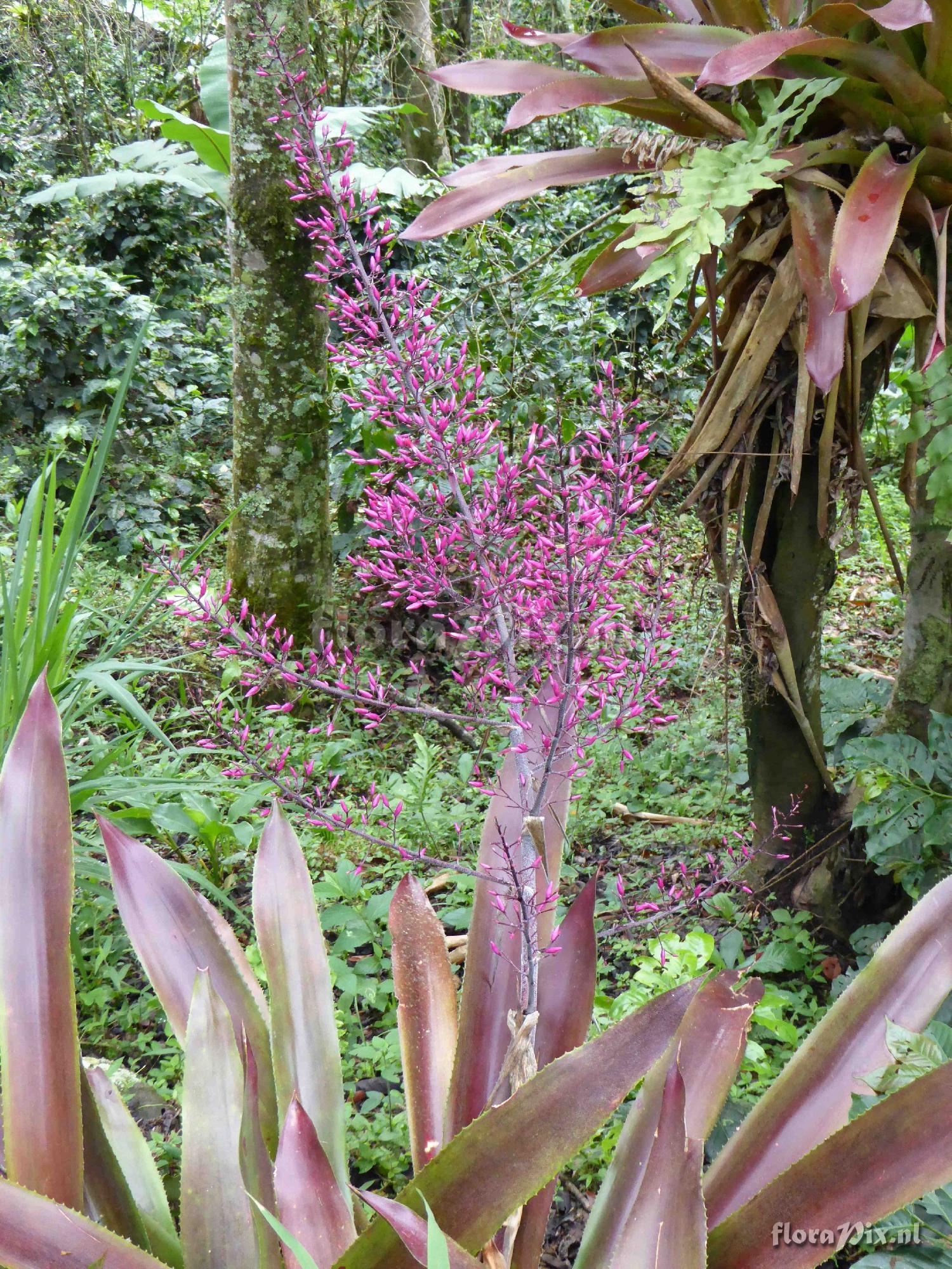 Aechmea spectabilis