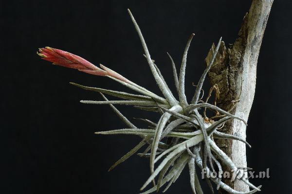 Tillandsia tortilis