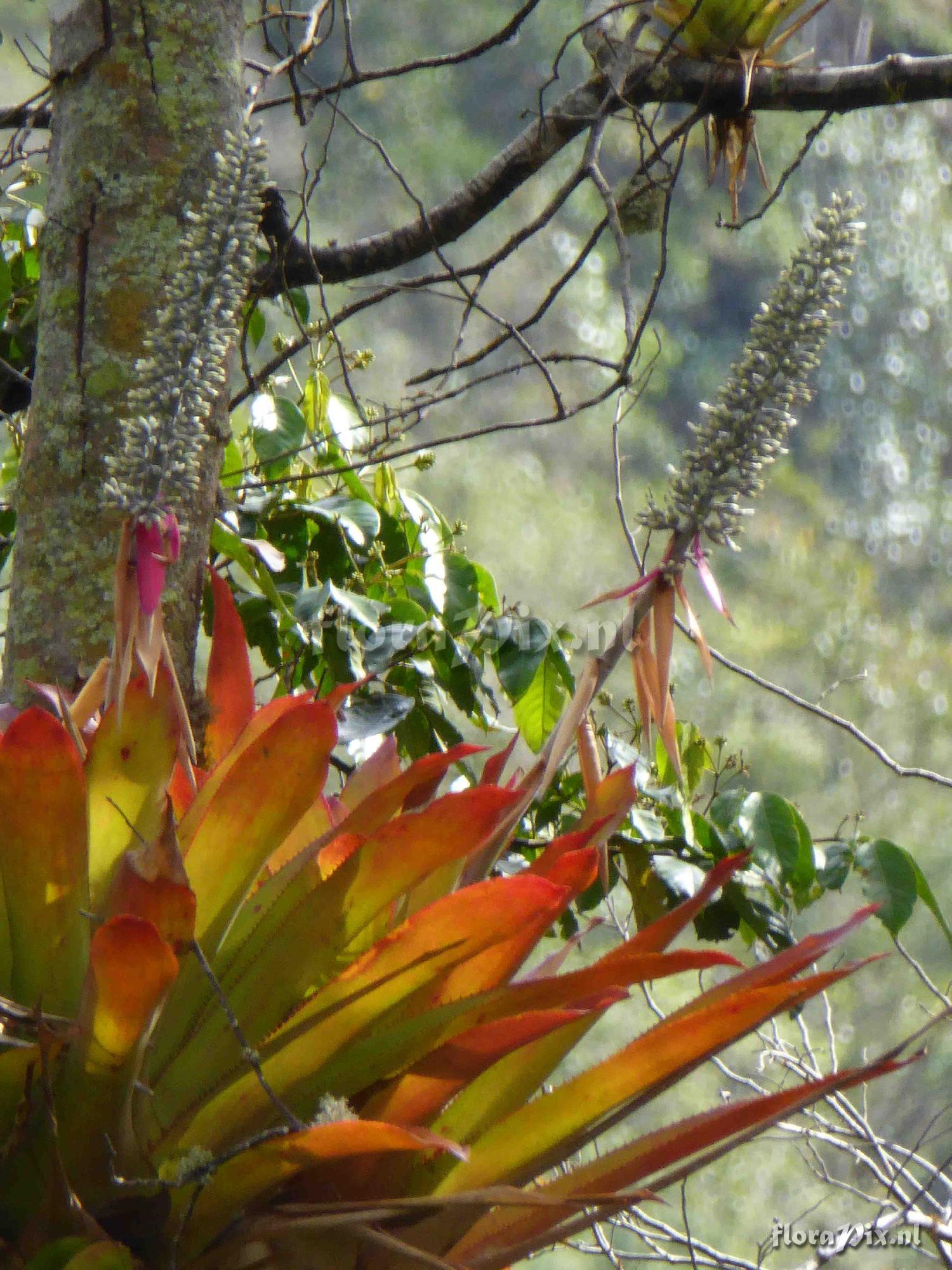 Aechmea mexicana