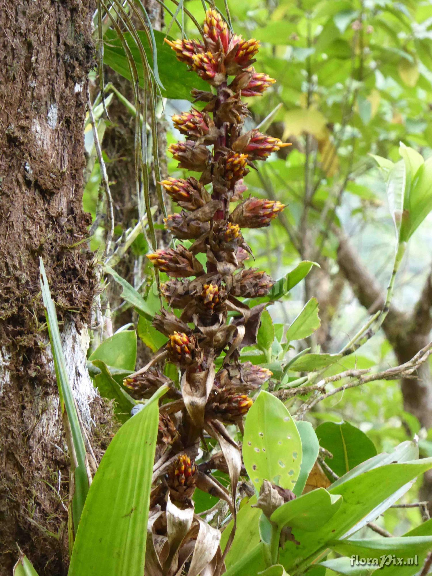 Mezobromelia sp ?