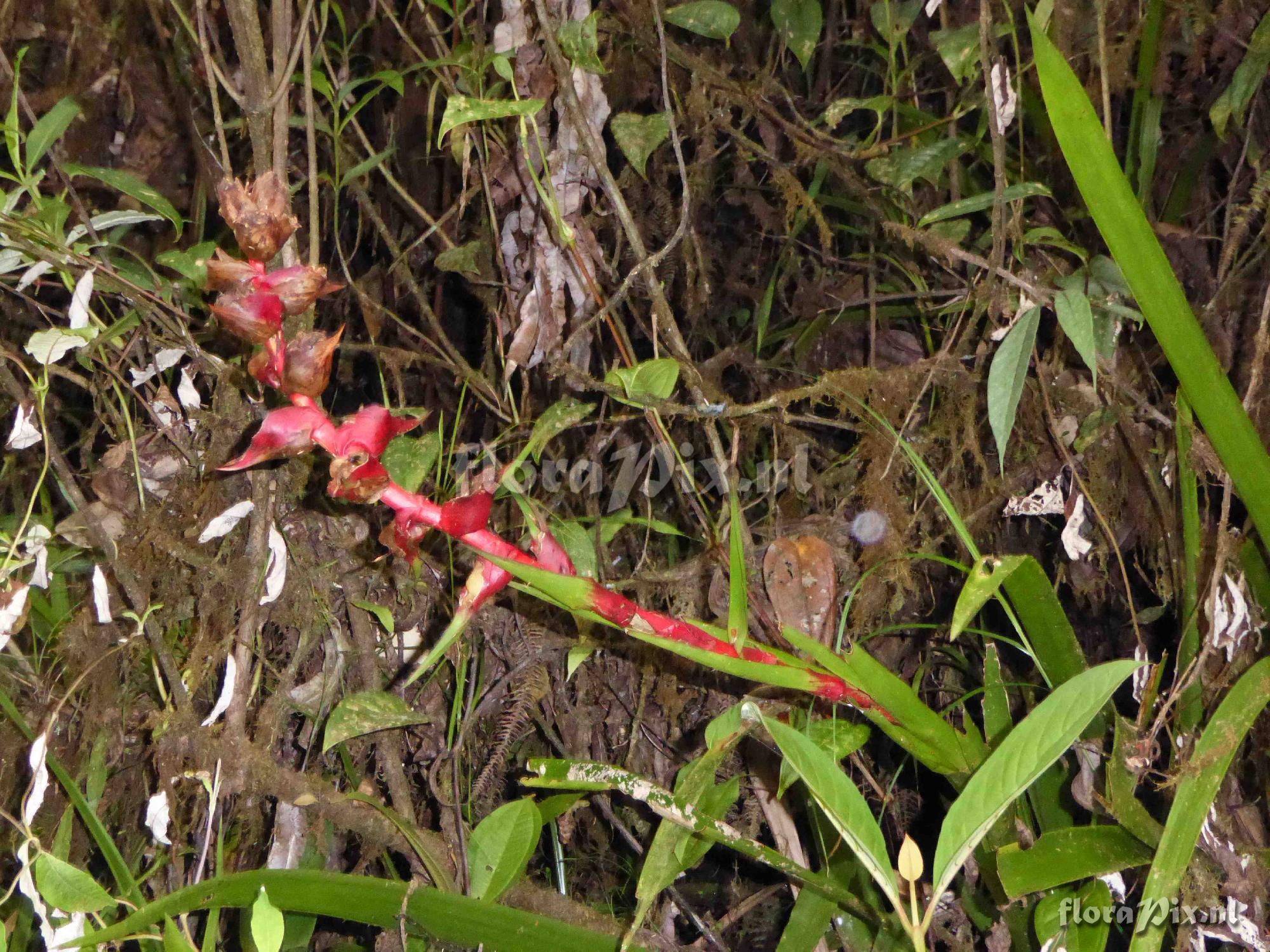 Guzmania virescens ?