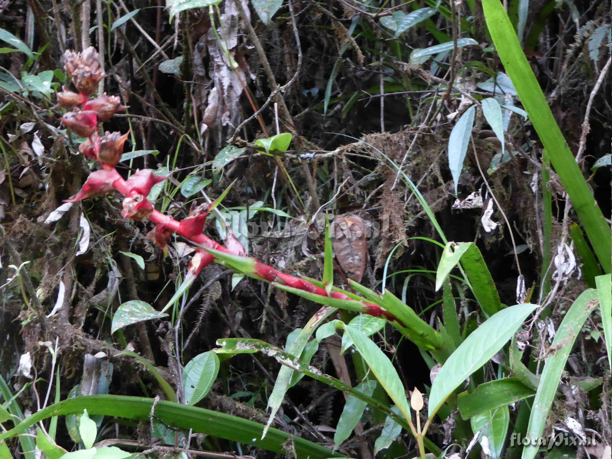 Guzmania virescens ?