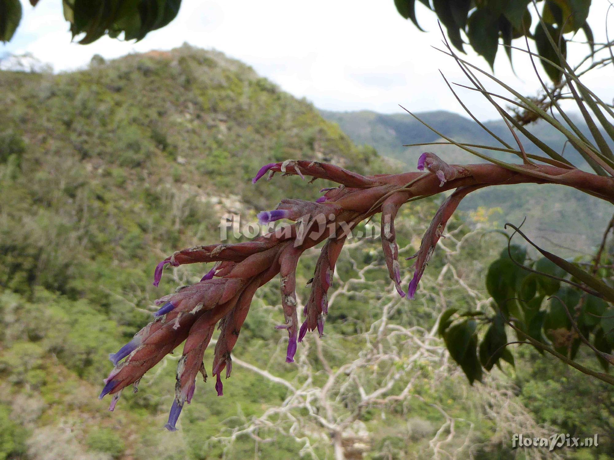 Tillandsia heterandra