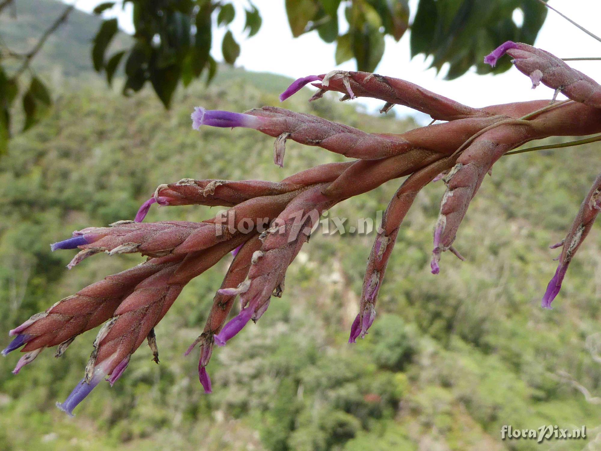 Tillandsia heterandra