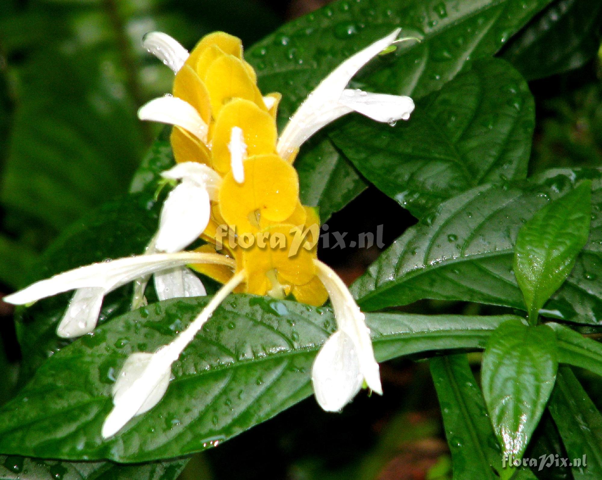 Pachystachys sp. Acanthaceae