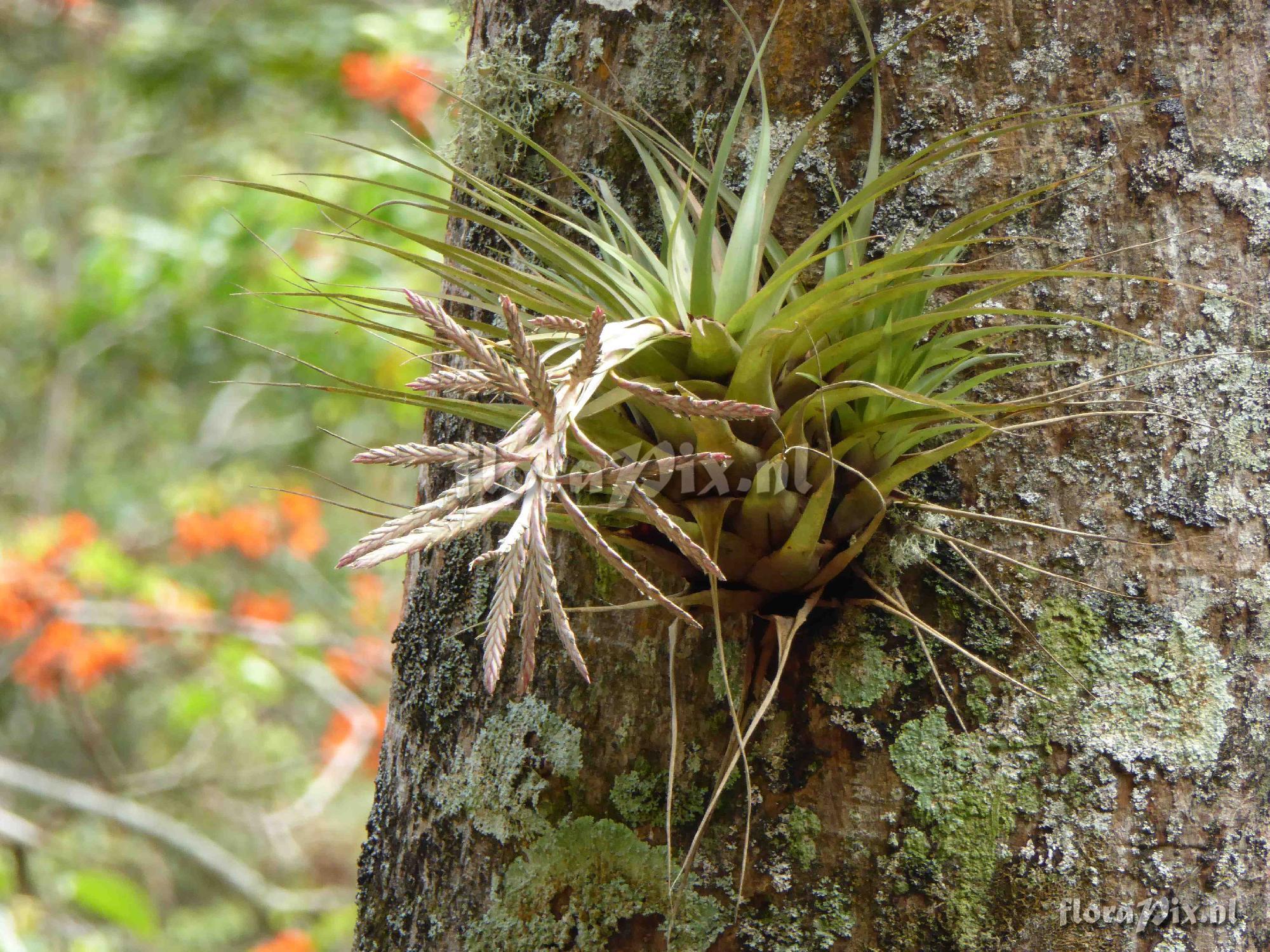 Tillandsia appenii ?