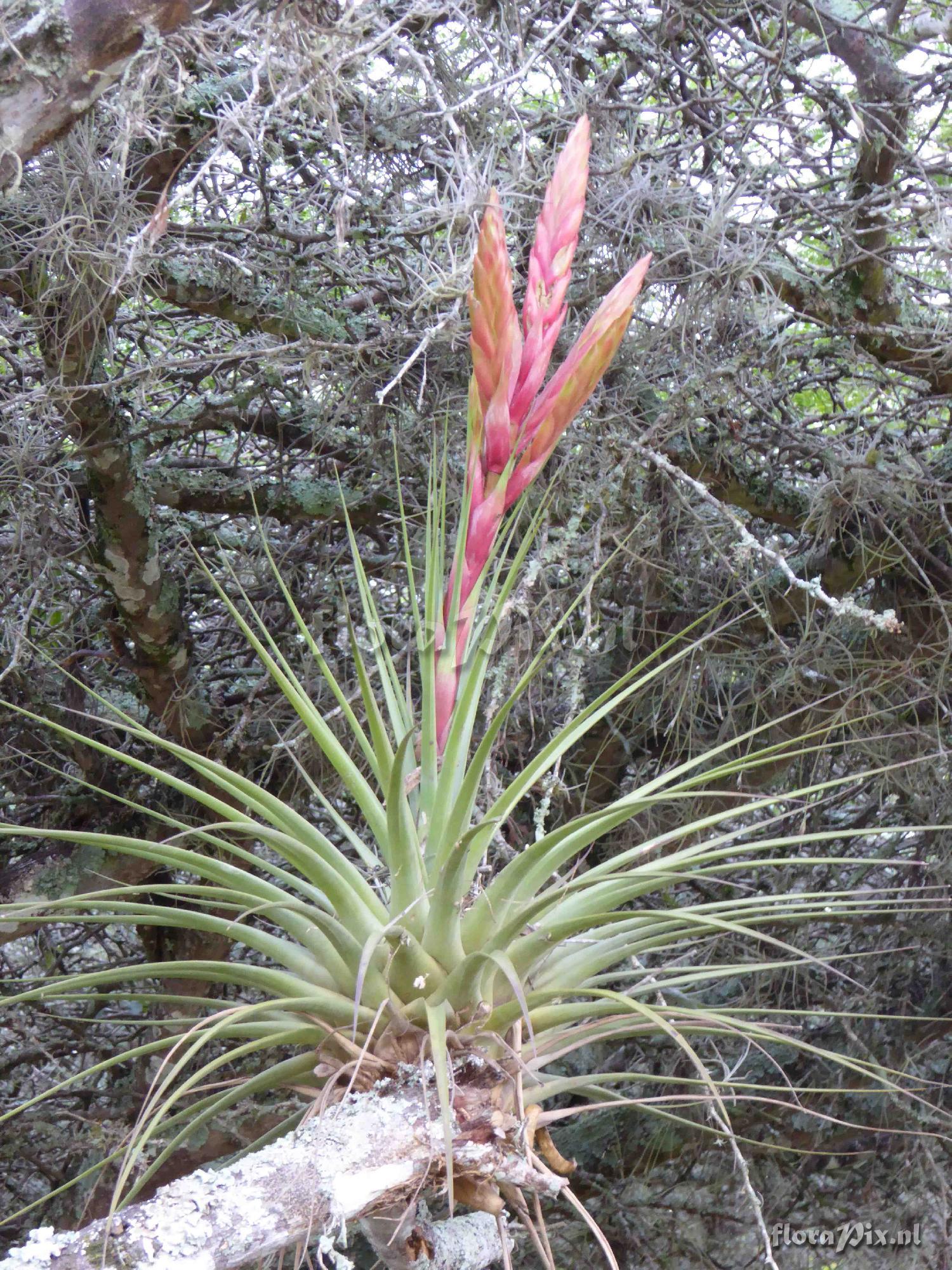 Tillandsia sp?