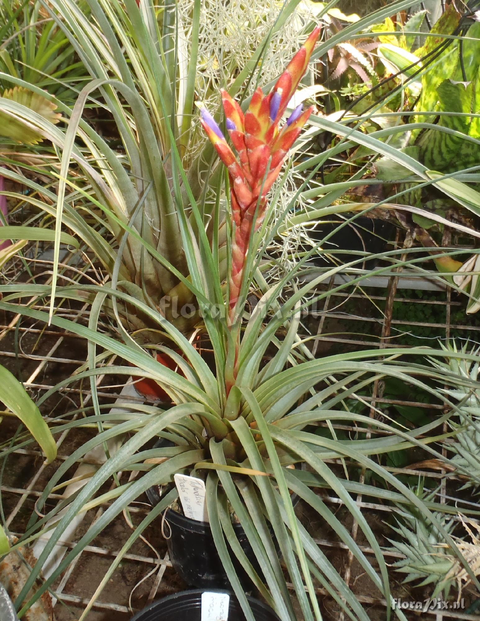 Tillandsia ?