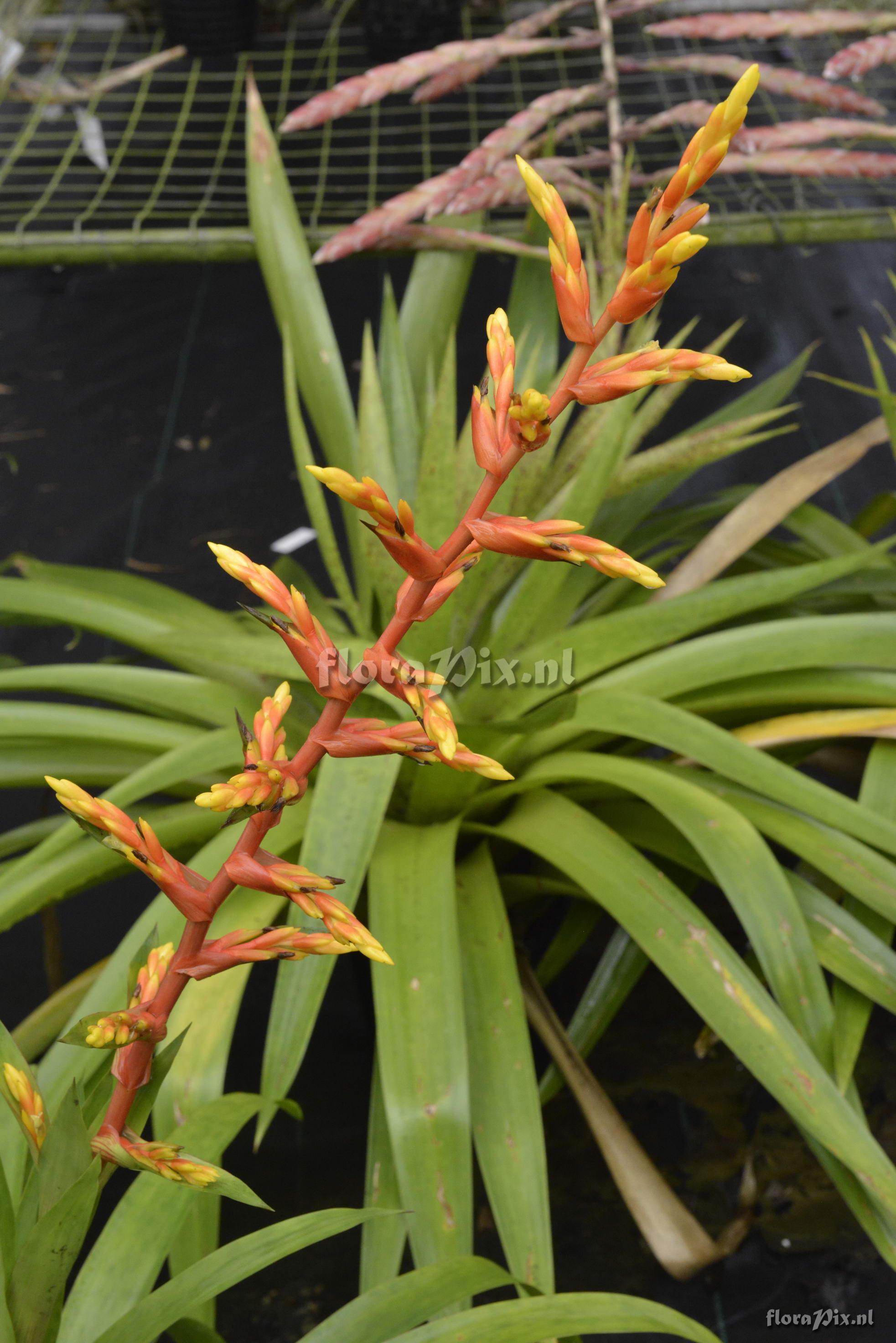 Guzmania 