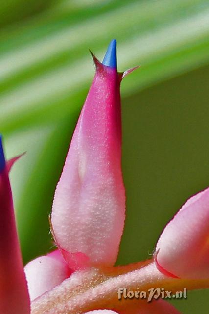 Aechmea drakeana