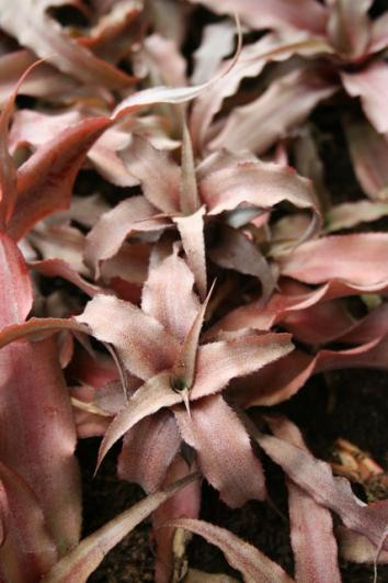 Cryptanthus acaulis 'Ruber'