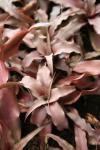 Cryptanthus acaulis 