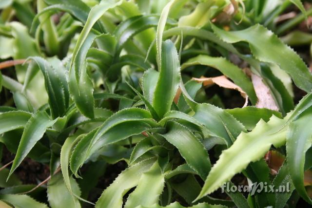 Cryptanthus bromelioides