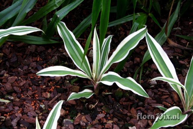 Cryptanthus bromelioides var. tricolor