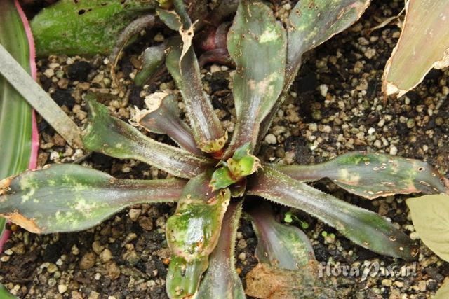 Cryptanthus beuckeri