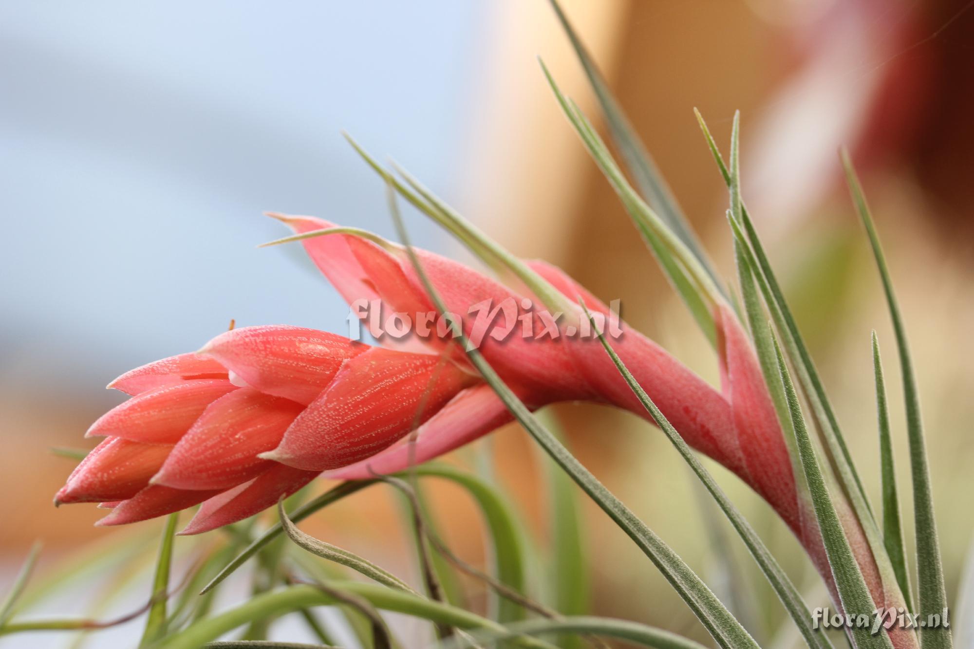 Tillandsia recurvifolia