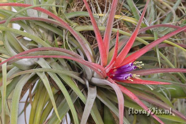 Tillandsia velutina