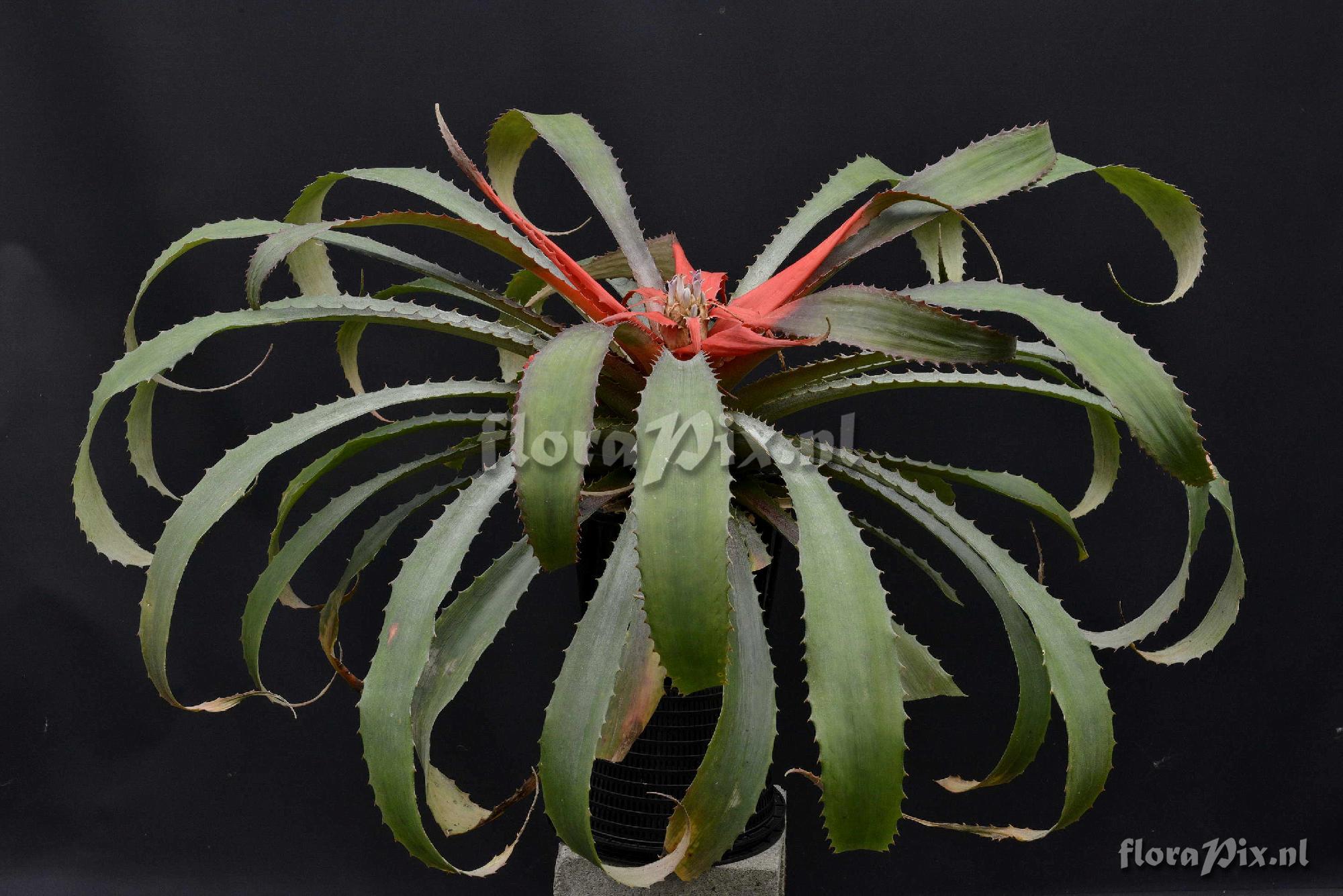 Bromelia agavifolia