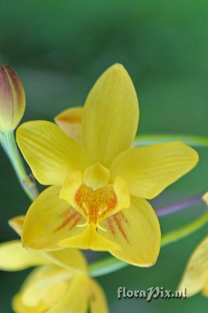 Spathoglottis affinis