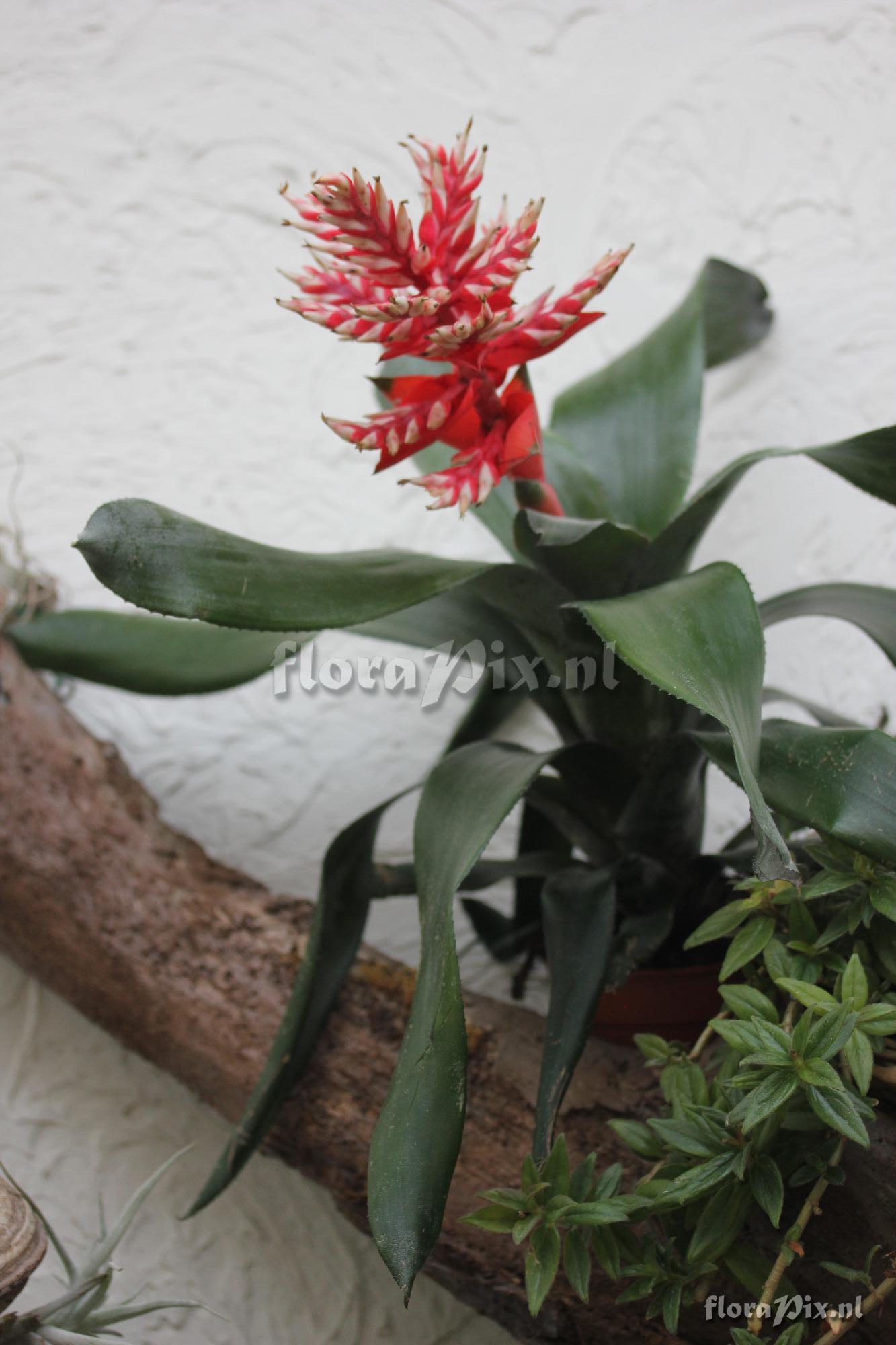 Aechmea retusa