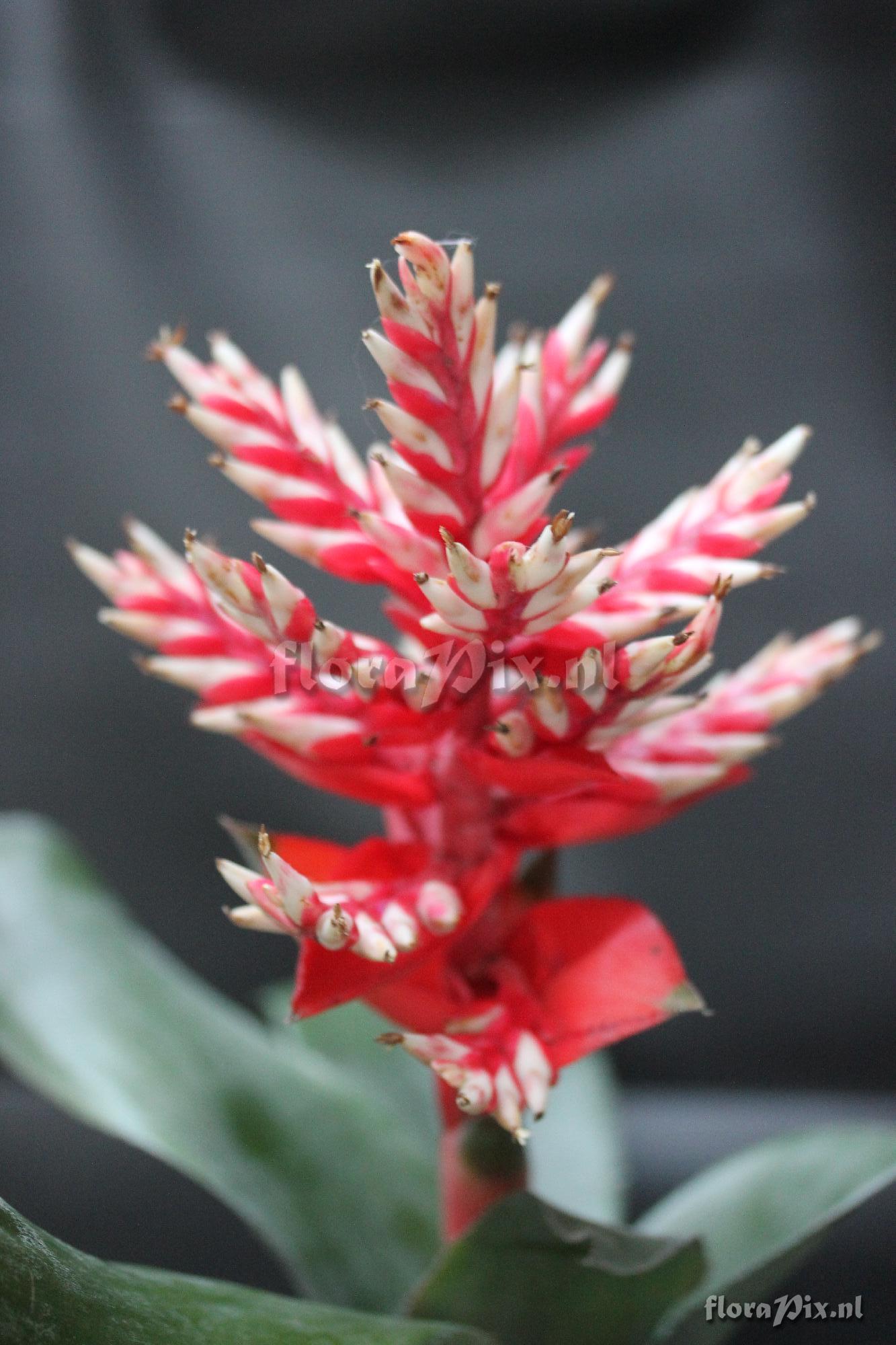 Aechmea retusa