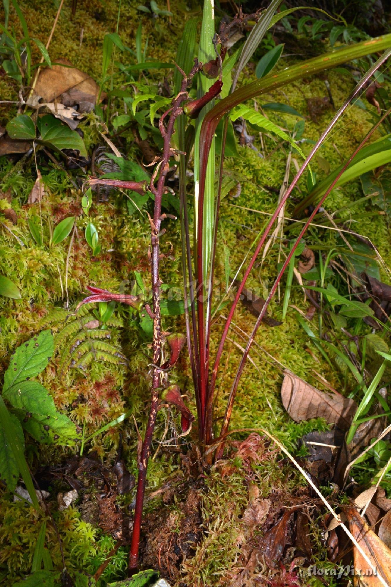 Pitcairnia or Pepinia sp.