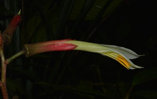 Pitcairnia or Pepinia sp.