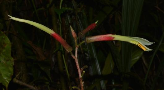 Pitcairnia or Pepinia sp.
