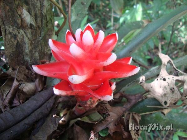 Aechmea nidularioides