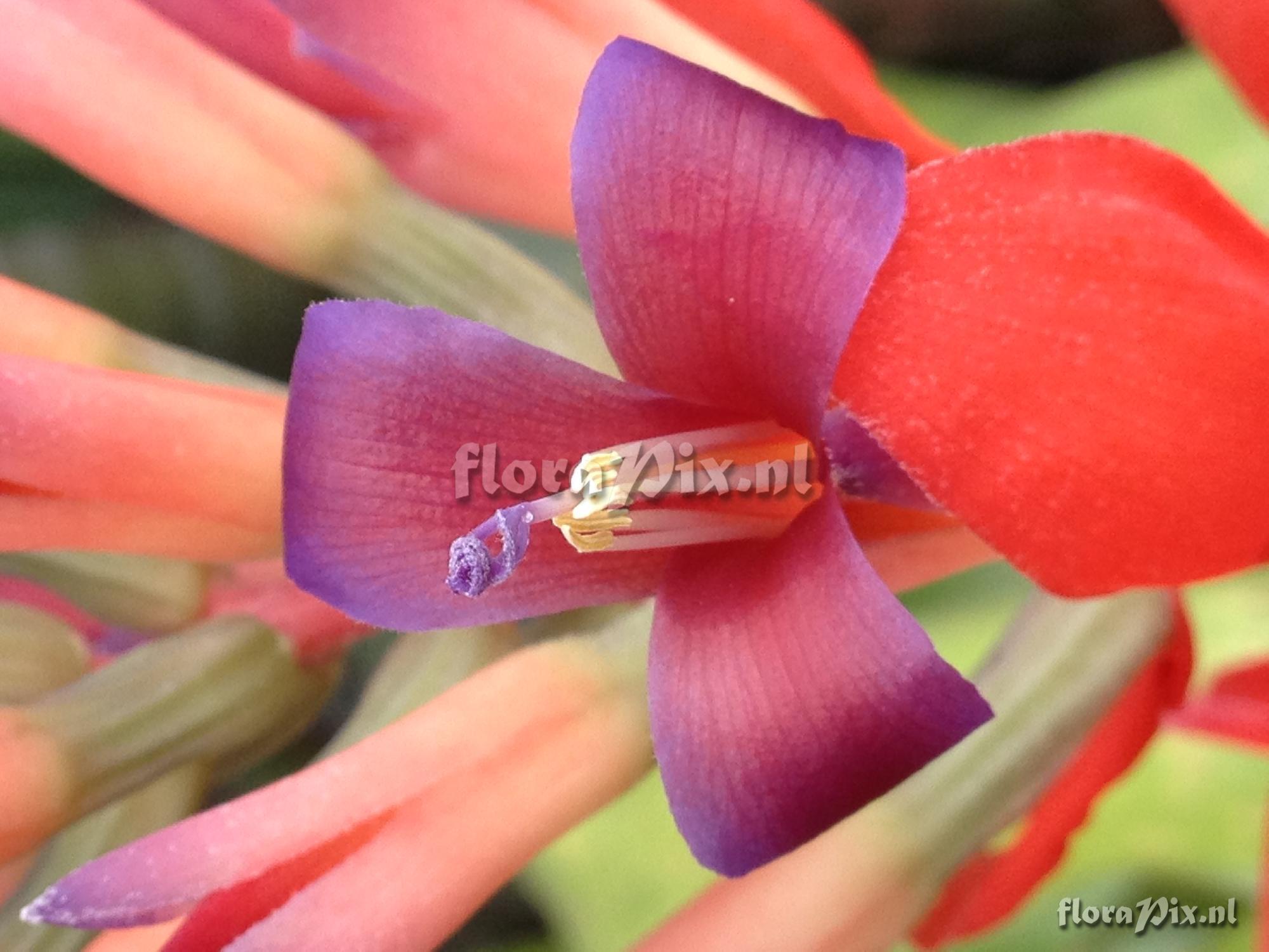 Billbergia 