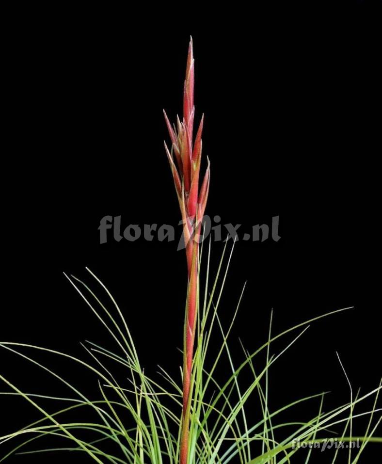 Tillandsia festucoides