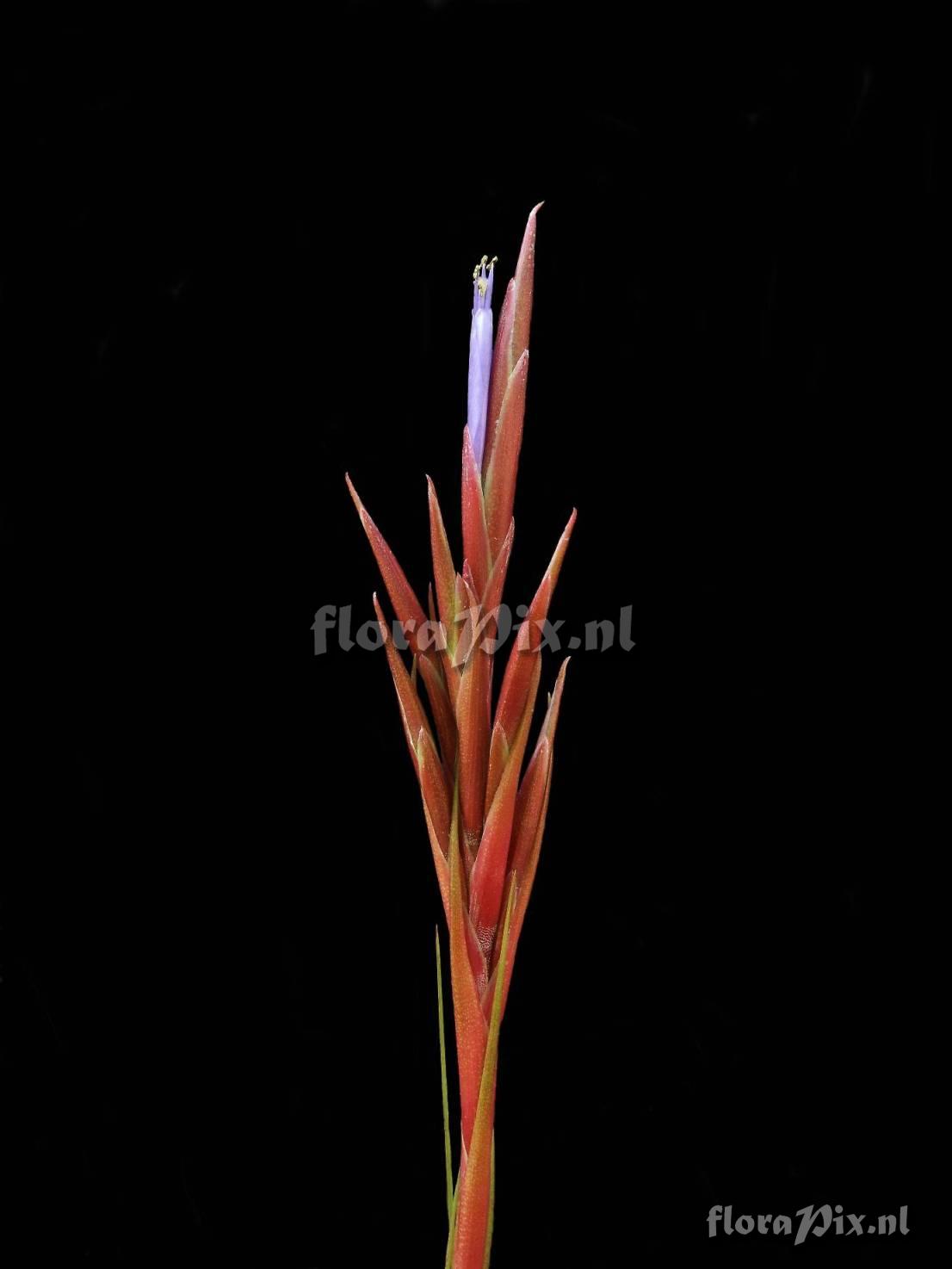 Tillandsia festucoides