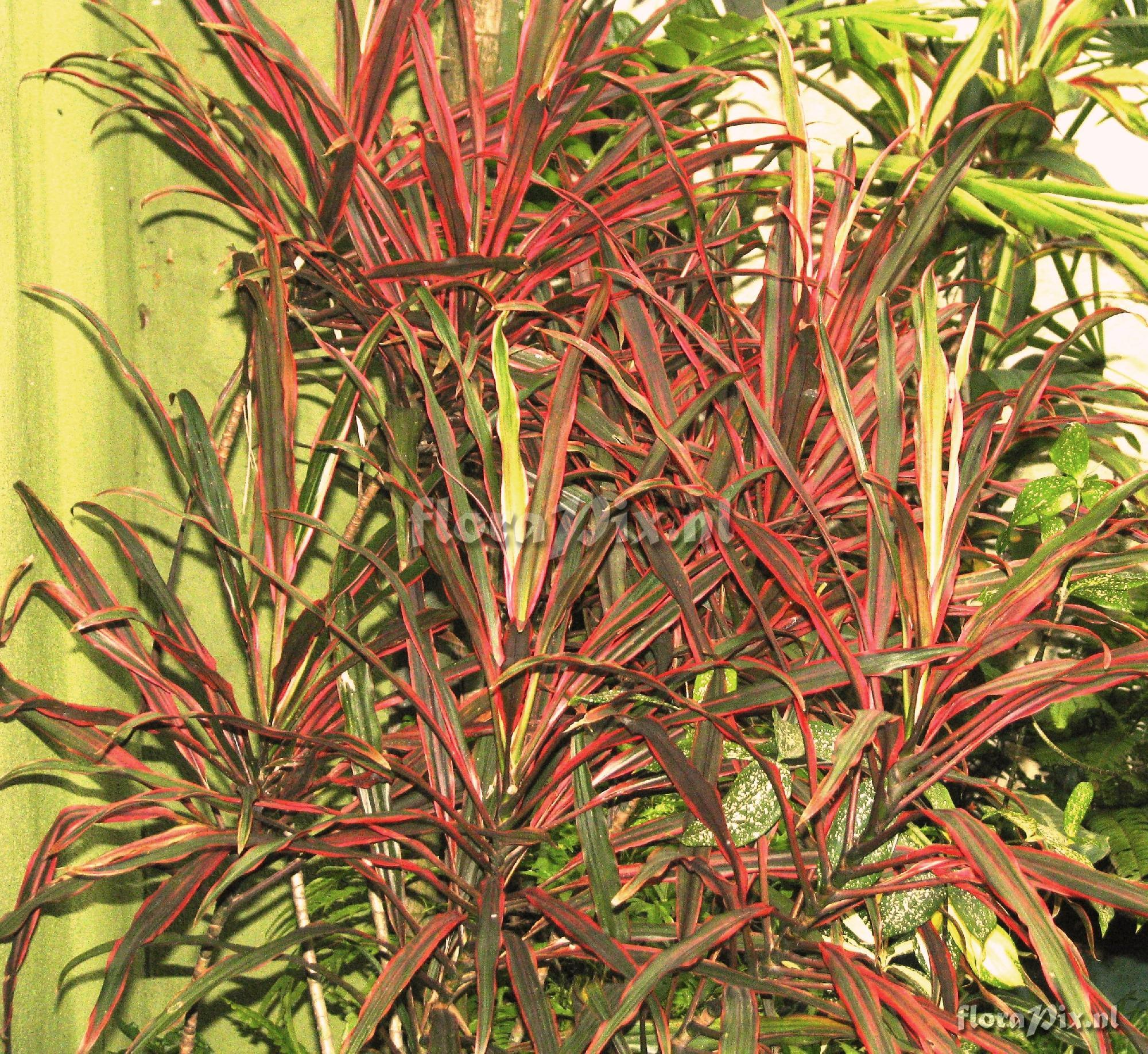 Dracaena sp. Ruscaceae