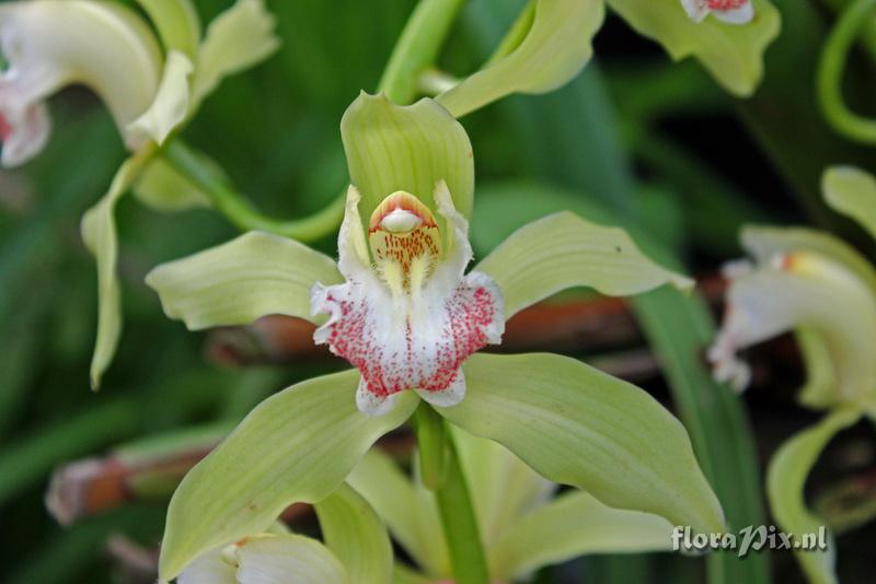 Cymbidium 