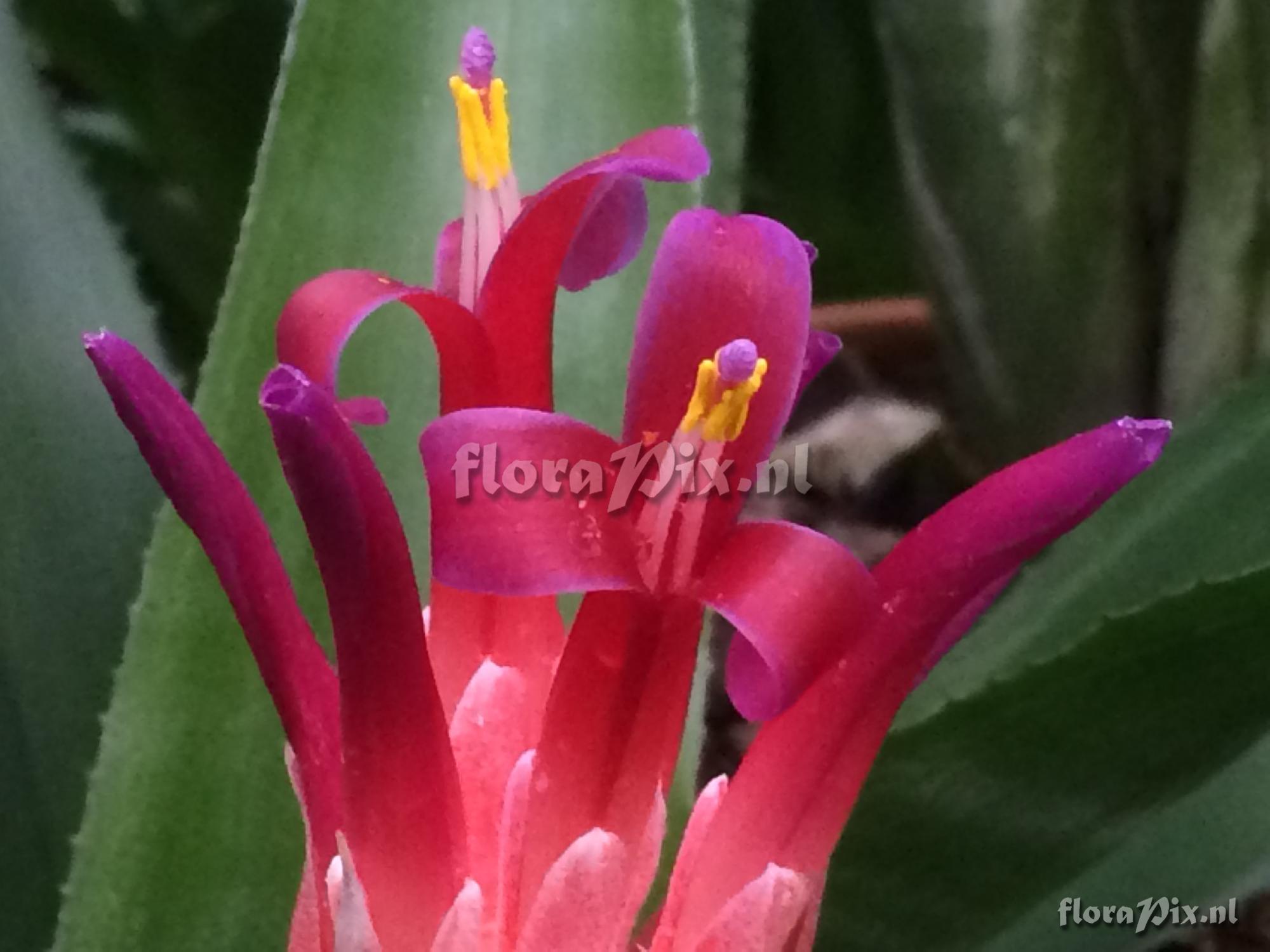 Billbergia pyramidalis