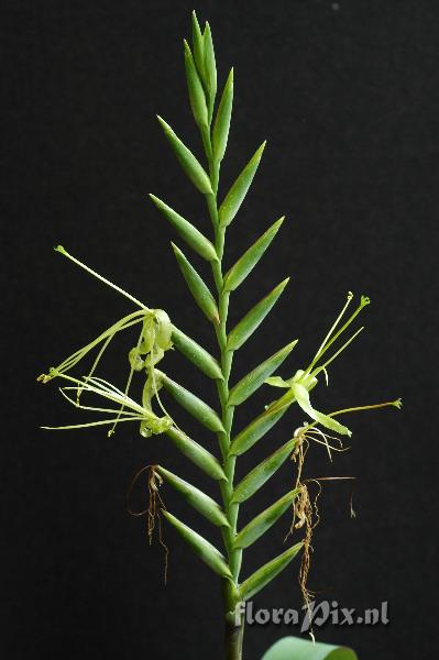 Tillandsia viridiflora