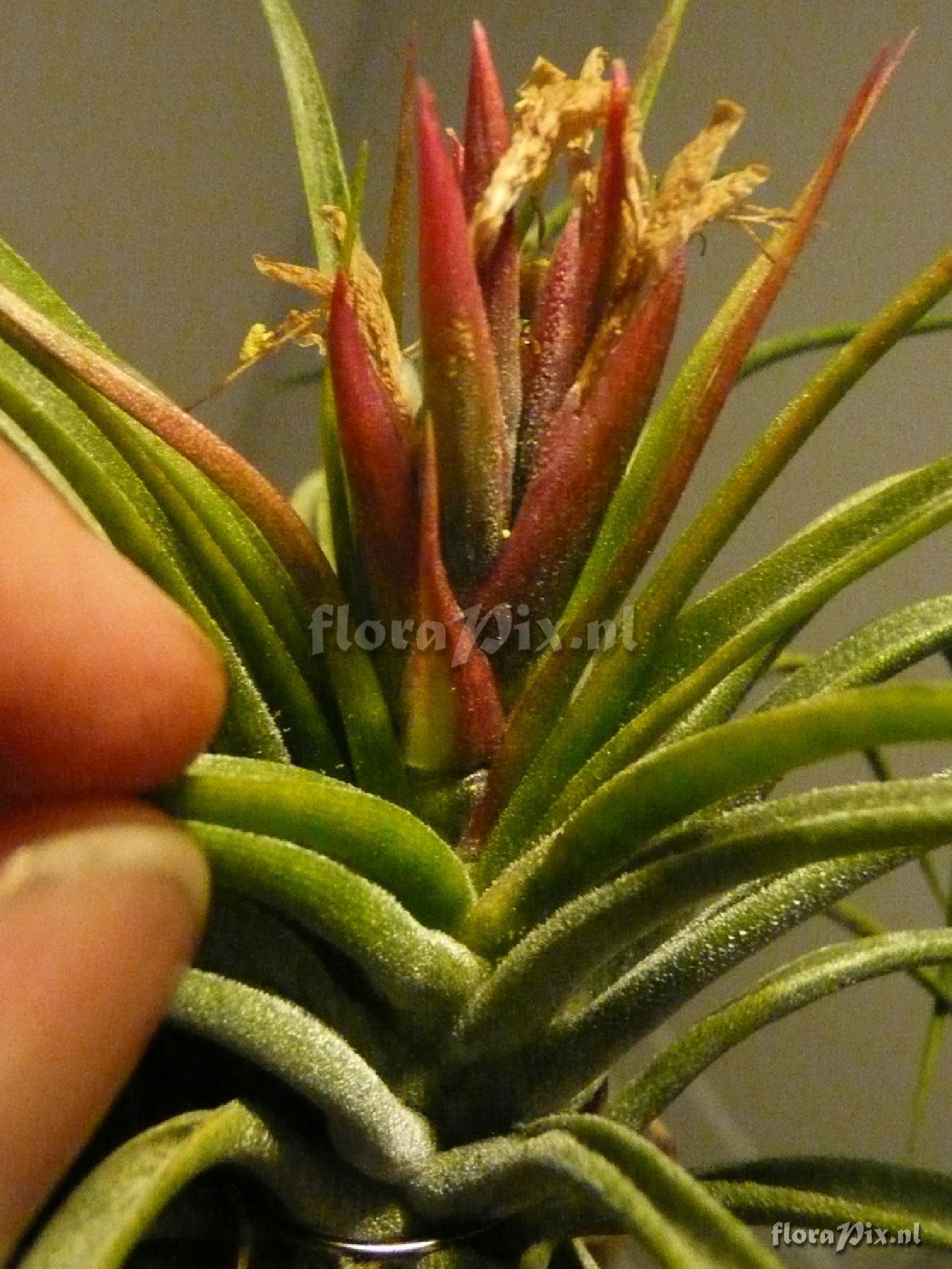 Tillandsia kolbii